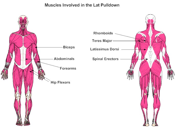 Muscles Involved in the Lat Pulldown